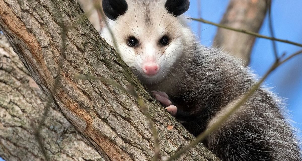 Pura-Pura Mati: Taktik Bertahan Hidup Yang Digunakan Hewan