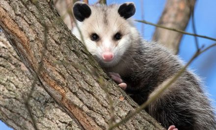 Pura-Pura Mati: Taktik Bertahan Hidup Yang Digunakan Hewan