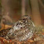 Fakta Menarik Burung Cabak Yang Suka Berbunyi Saat Magrib