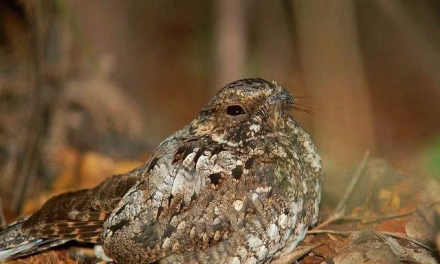 Fakta Menarik Burung Cabak Yang Suka Berbunyi Saat Magrib