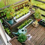 Tanaman Sayuran Ideal Untuk Kebun Kecil