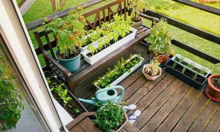 Tanaman Sayuran Ideal Untuk Kebun Kecil