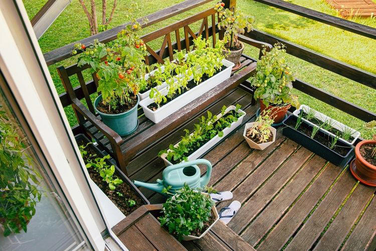 Tanaman Sayuran Ideal Untuk Kebun Kecil