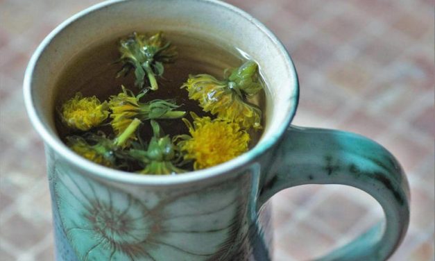 Dandelion, Tanaman Liar  Bantu Bersihkan Ginjal Secara Alami