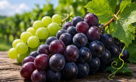 Kulit Sehat Alami Dengan Rutin Konsumsi Buah Anggur